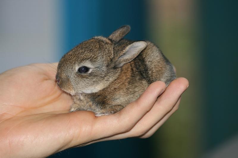 Wildkaninchen