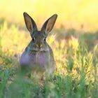 Wildkaninchen