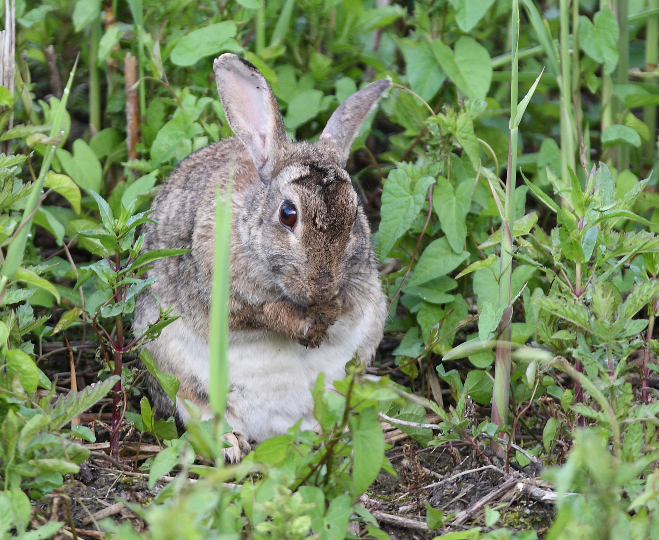 Wildkaninchen