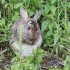 Wildkaninchen