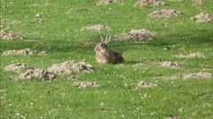 Wildkaninchen