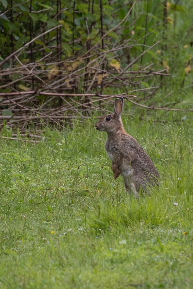 Wildkaninchen