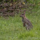 Wildkaninchen