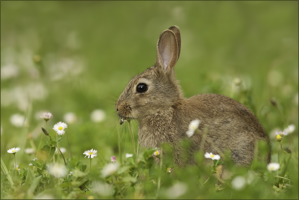 Wildkaninchen