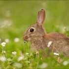 Wildkaninchen