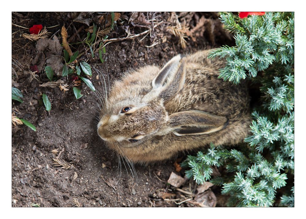 Wildkaninchen