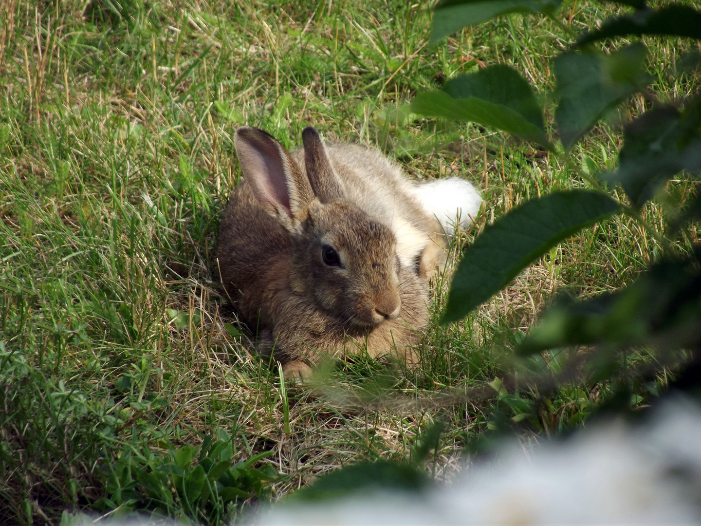 Wildkaninchen