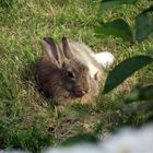 Wildkaninchen