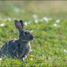 Wildkaninchen