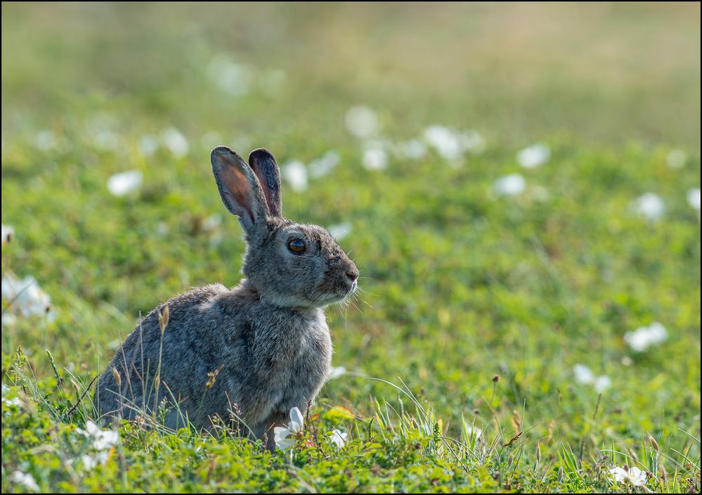 Wildkaninchen