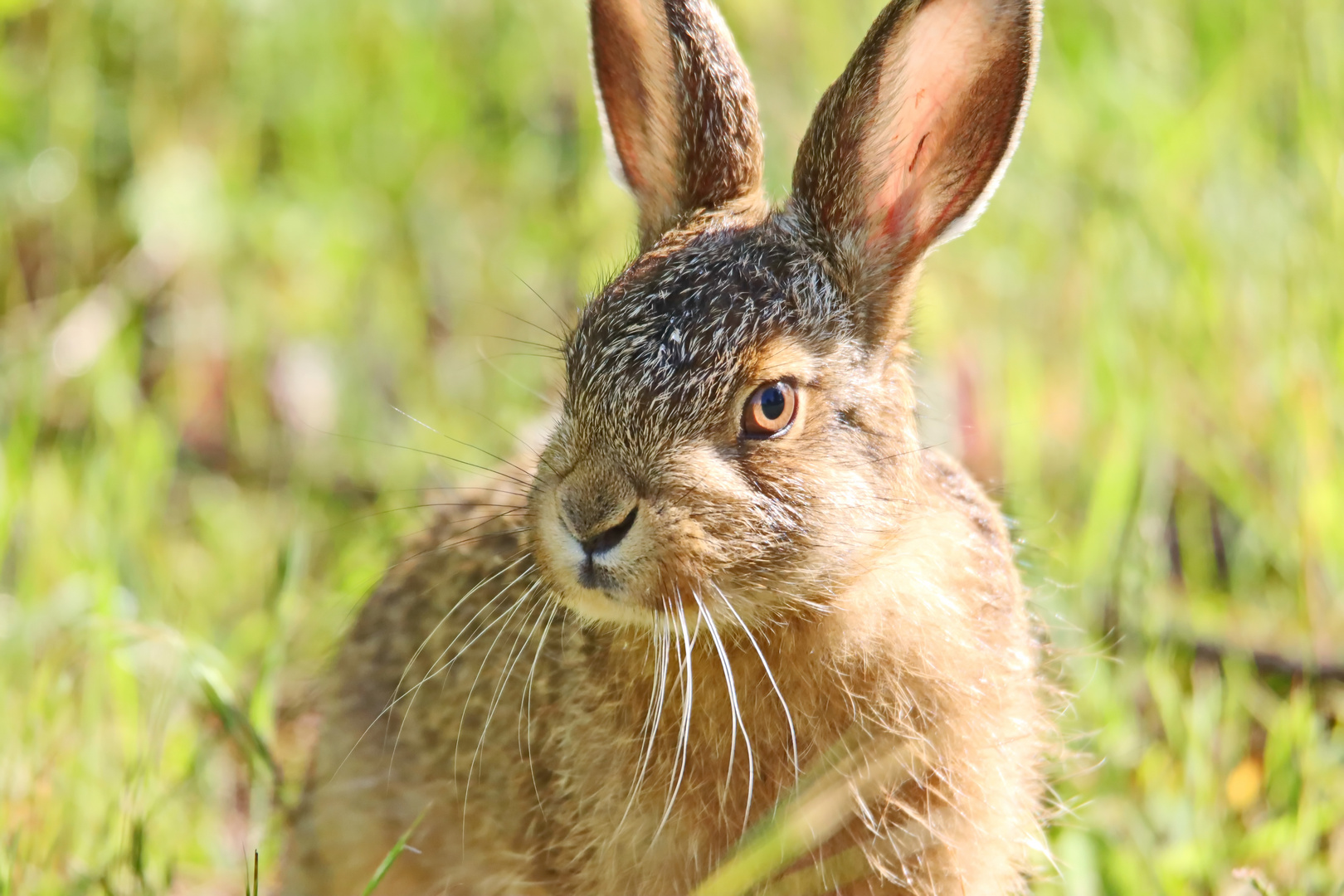 Wildkaninchen Foto & Bild natur, tiere, wildlife Bilder auf
