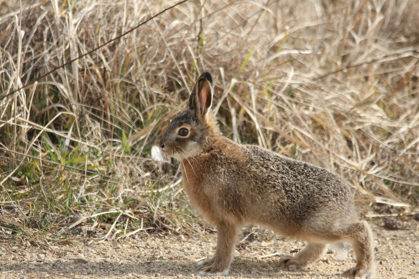 Wildkaninchen