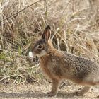 Wildkaninchen