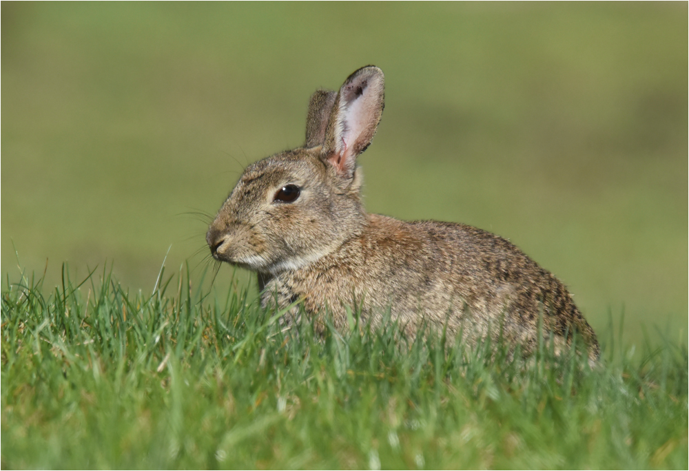 Wildkaninchen