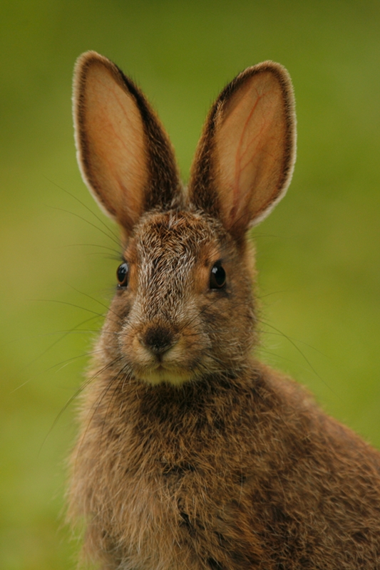 Wildkaninchen