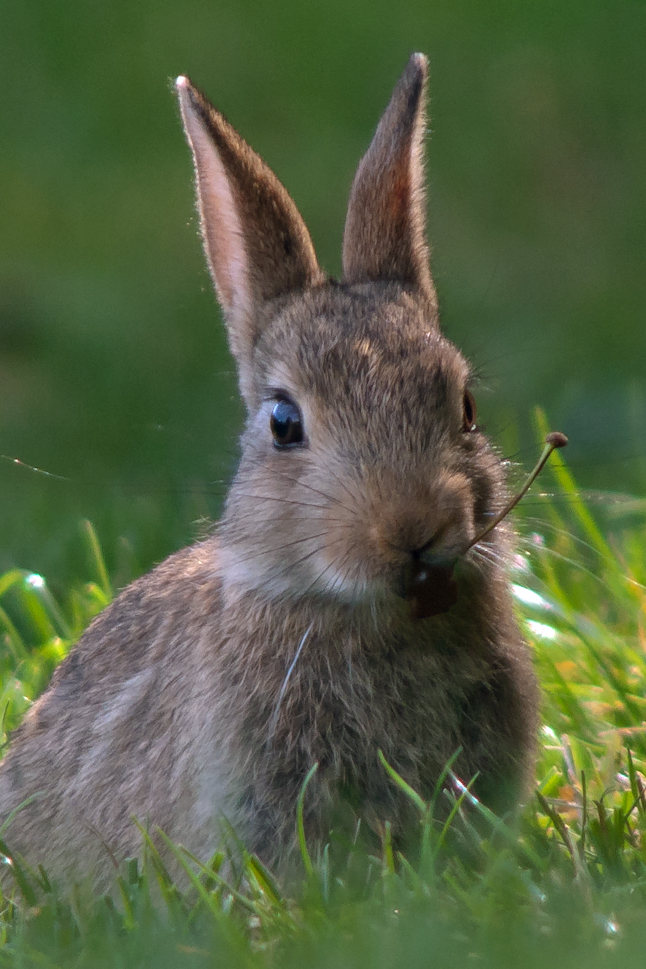 Wildkaninchen