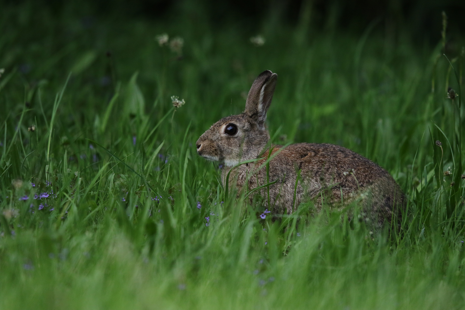 Wildkaninchen 