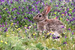 Wildkaninchen....