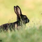 Wildkaninchen