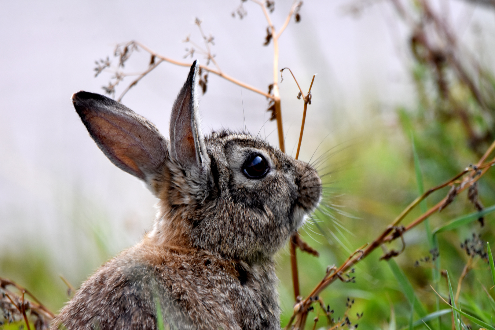 Wildkaninchen