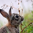 Wildkaninchen