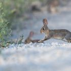 Wildkaninchen