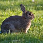 Wildkaninchen auf Amrum