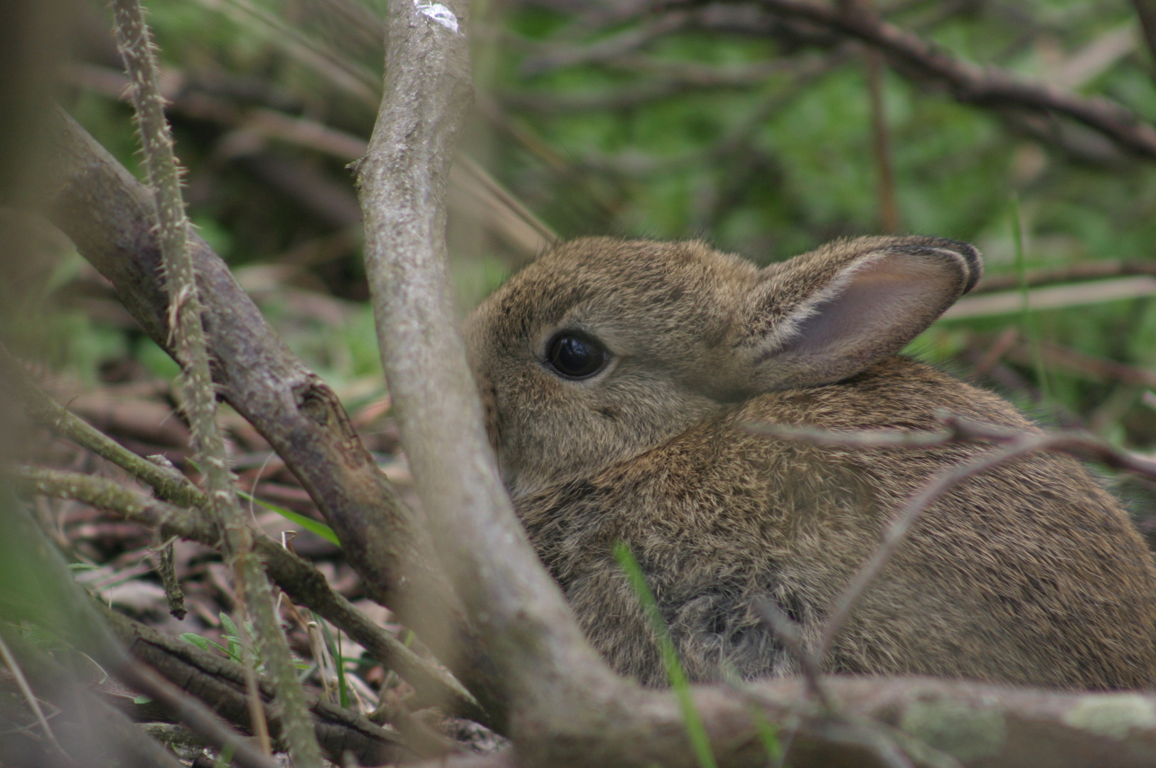 Wildkaninchen auf Amrum