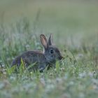 Wildkaninchen auf dem Weg