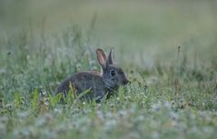 Wildkaninchen auf dem Weg