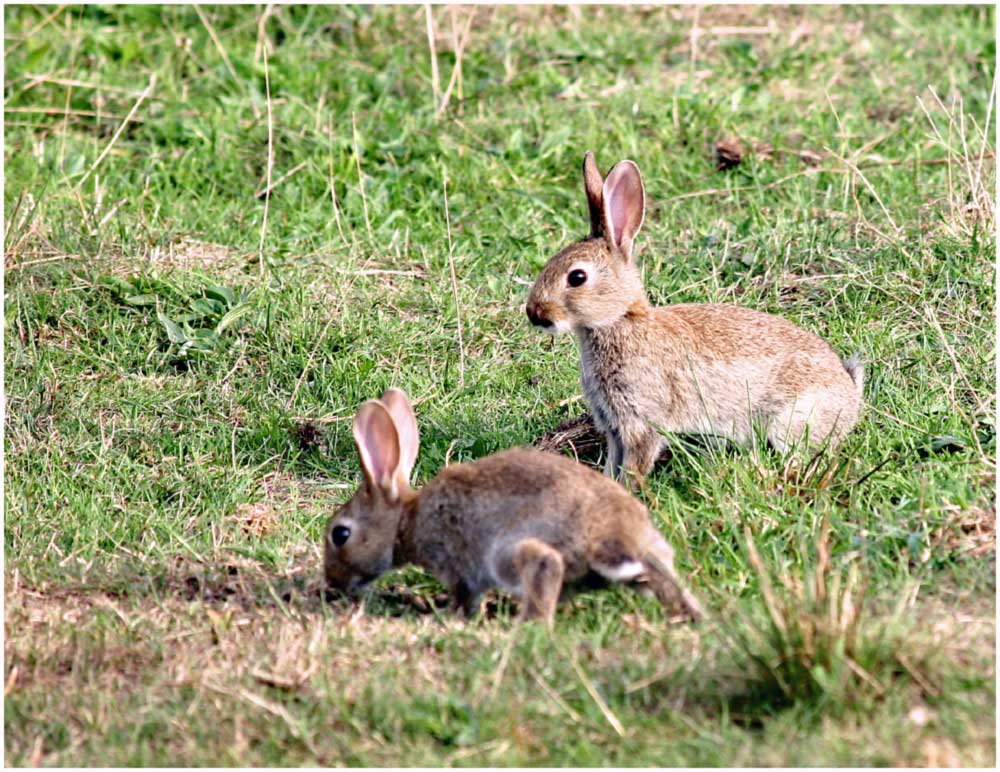 Wildkaninchen auf der Insel Amrum