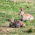 Wildkaninchen auf der Insel Amrum