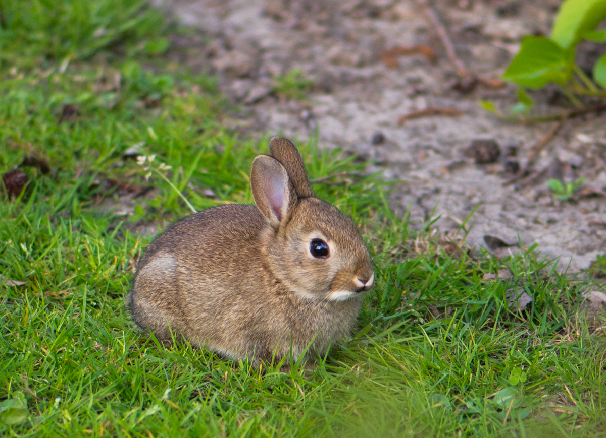 Wildkaninchen