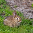 Wildkaninchen