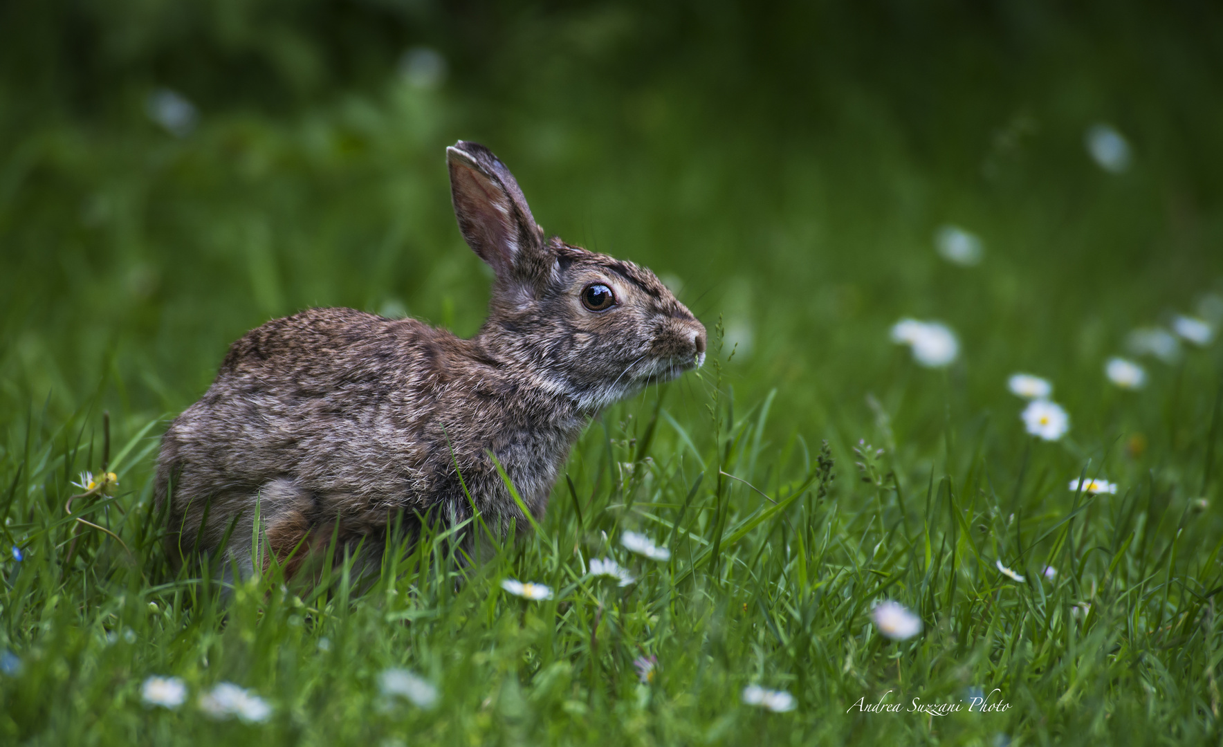 Wildkaninchen