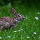 Wildkaninchen