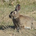 Wildkaninchen