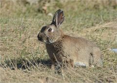 Wildkaninchen