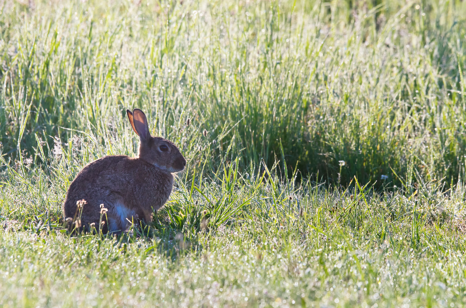 Wildkaninchen