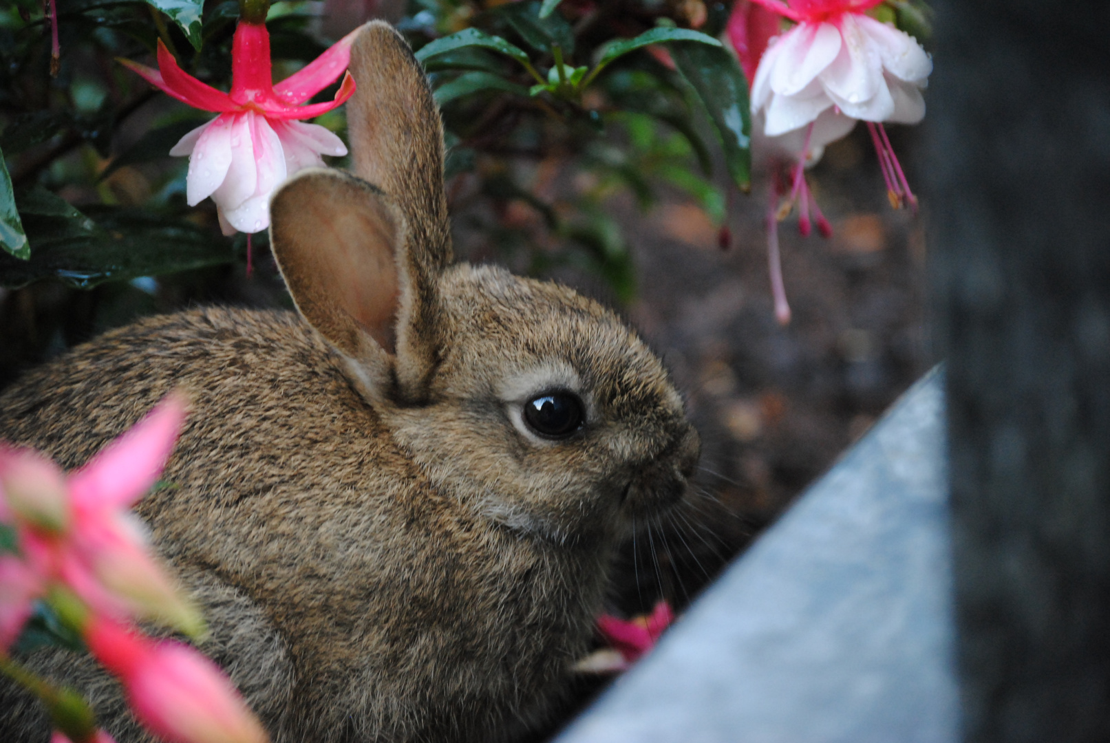 Wildkaninchen Baby