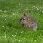 Wildkaninchen