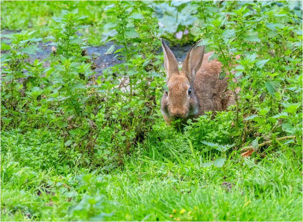 Wildkaninchen