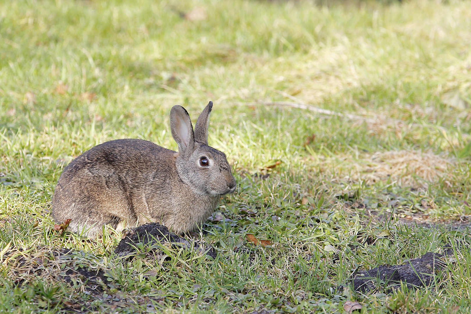 Wildkaninchen