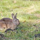 Wildkaninchen