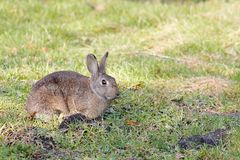 Wildkaninchen