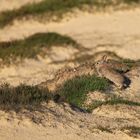 Wildkaninchen