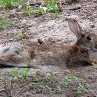 Wildkaninchen