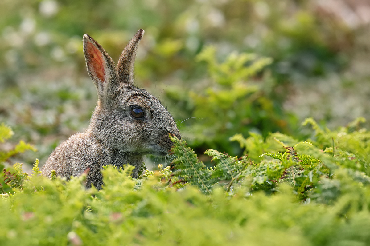 Wildkaninchen