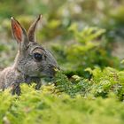 Wildkaninchen