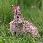 Wildkaninchen